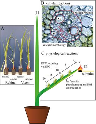 Barley yellow dwarf virus Infection Leads to Higher <mark class="highlighted">Chemical Defense</mark> Signals and Lower Electrophysiological Reactions in Susceptible Compared to Tolerant Barley Genotypes